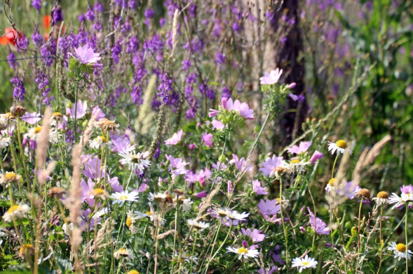 Blumenwiese im Naturgarten
